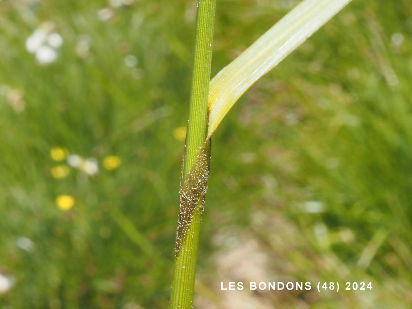 Cotton Grass, Broad-leaved leaf